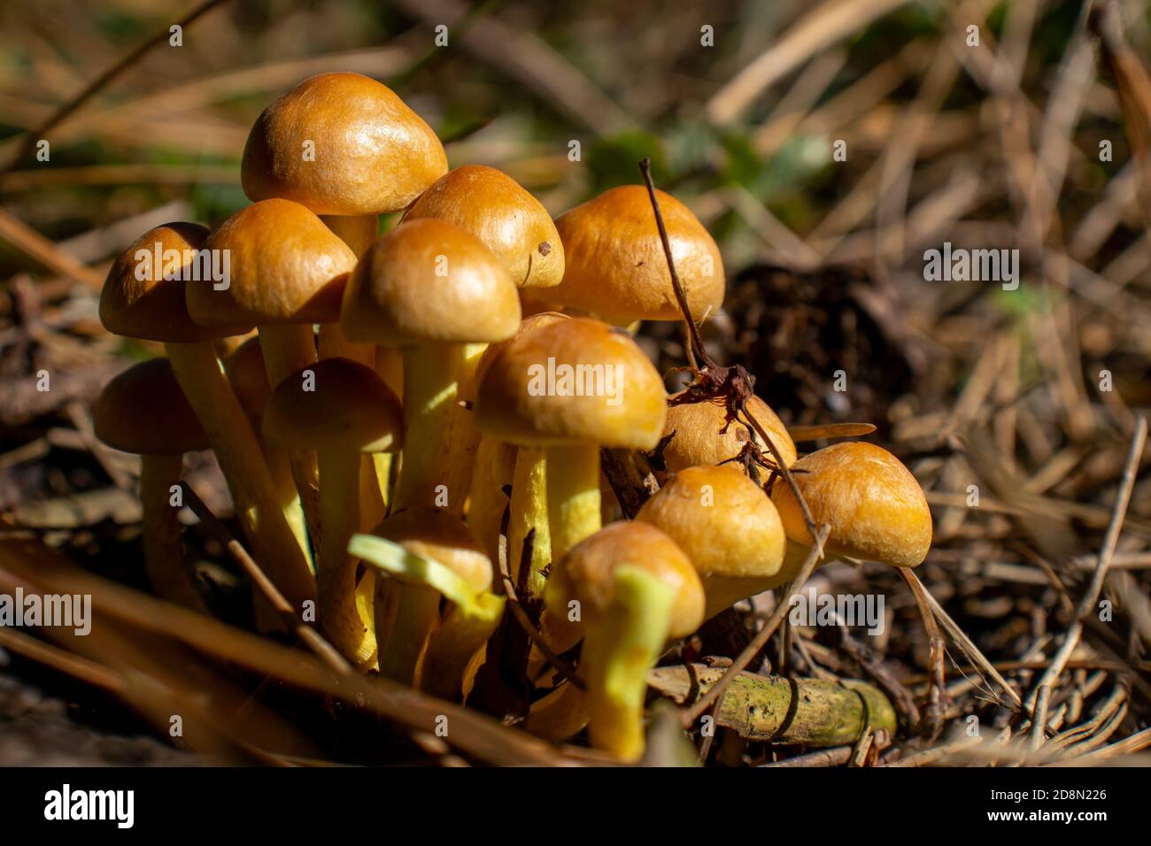 Primo piano fungo giallo che esce tra le foglie, muschio e rami nelle montagne tra gli alberi Foto Stock