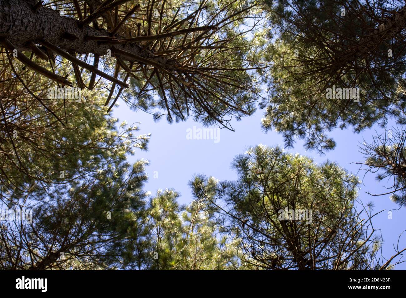 Punto di vista di alberi verdi con il cielo dietro verso l'alto. Foto Stock