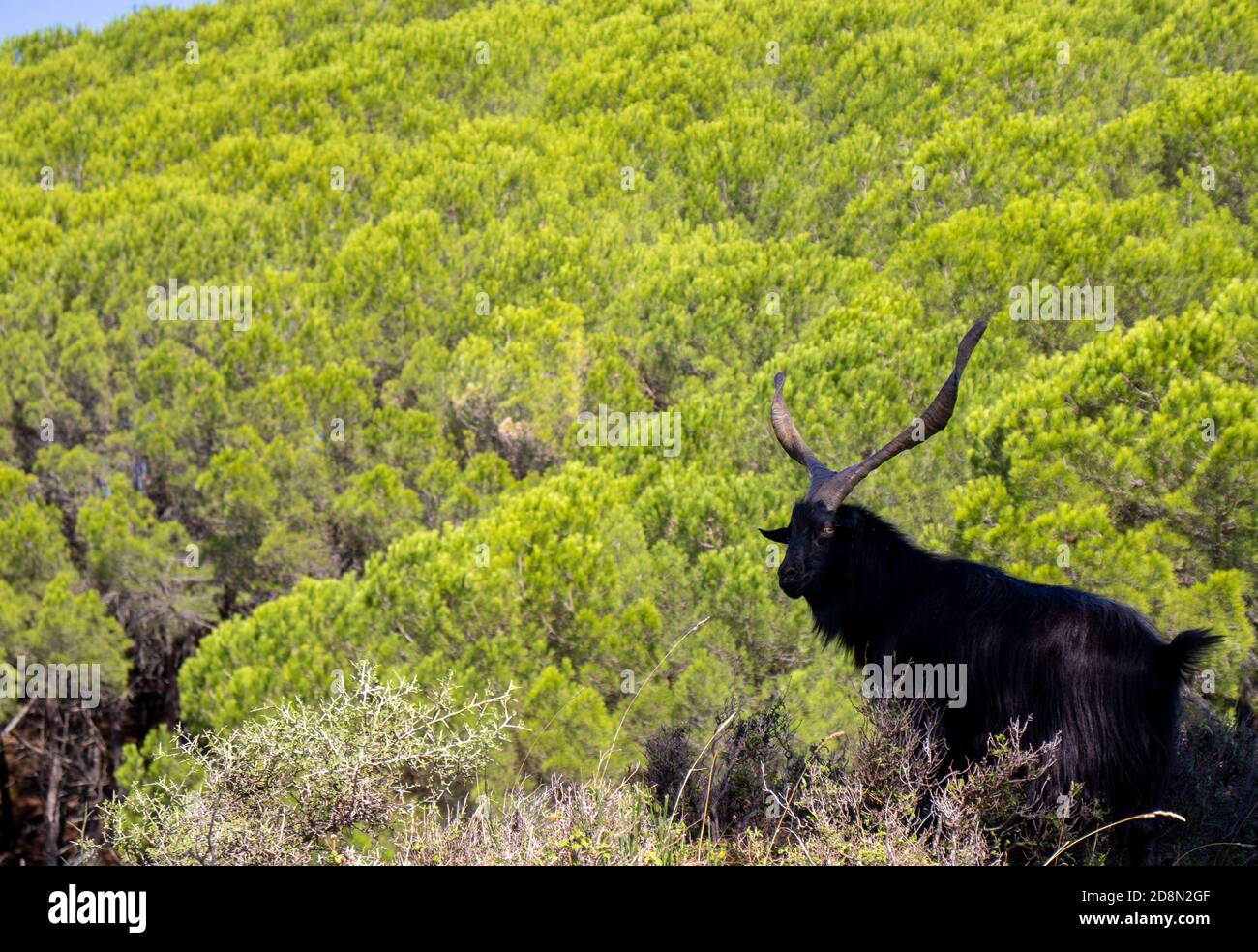 capra billy nera con corna giganti con foresta dietro. Foto Stock