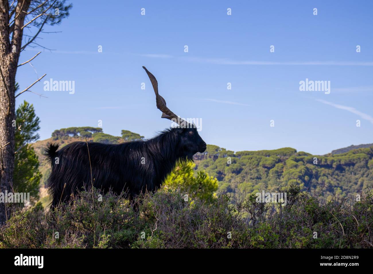 capra billy nera con corna giganti con cielo dietro. Foto Stock