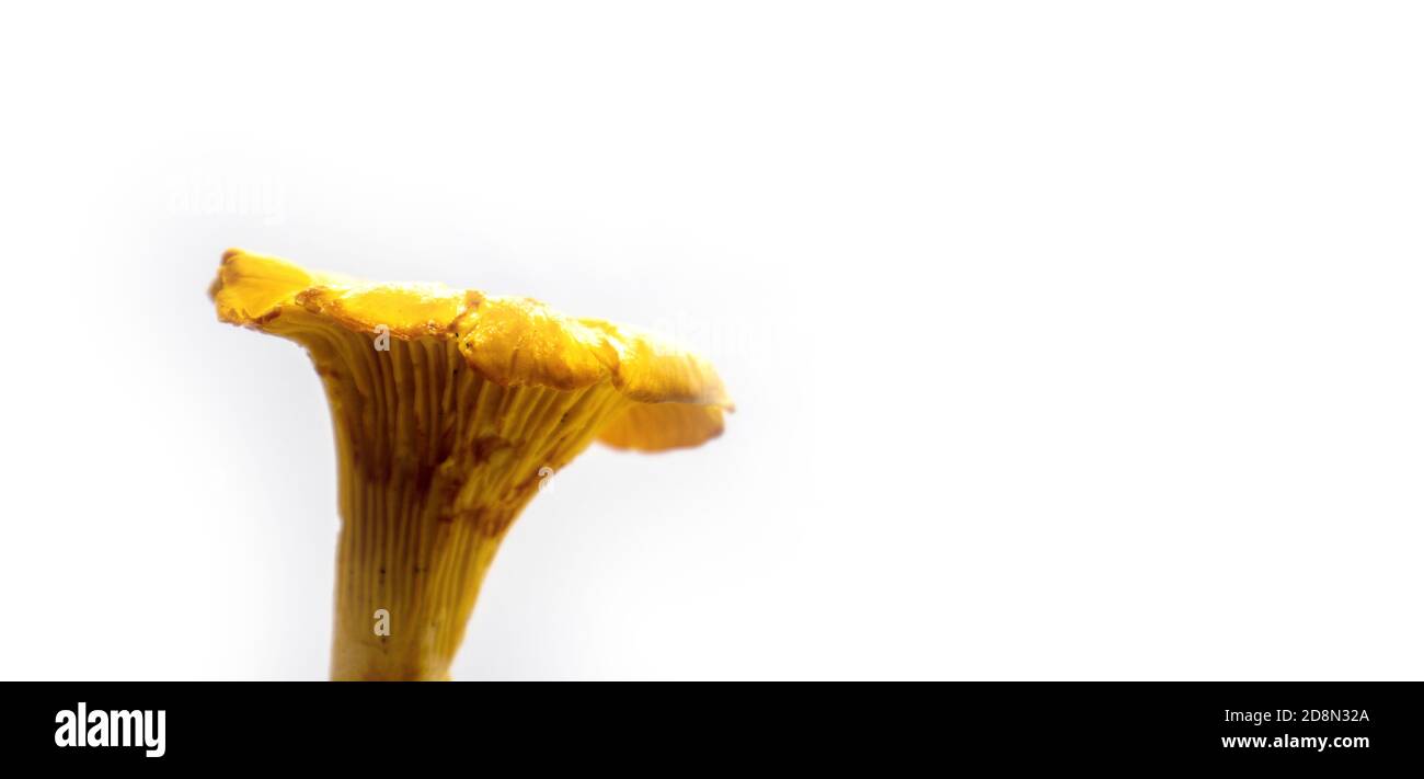 fungo giallo girolo isolato su sfondo bianco Foto Stock