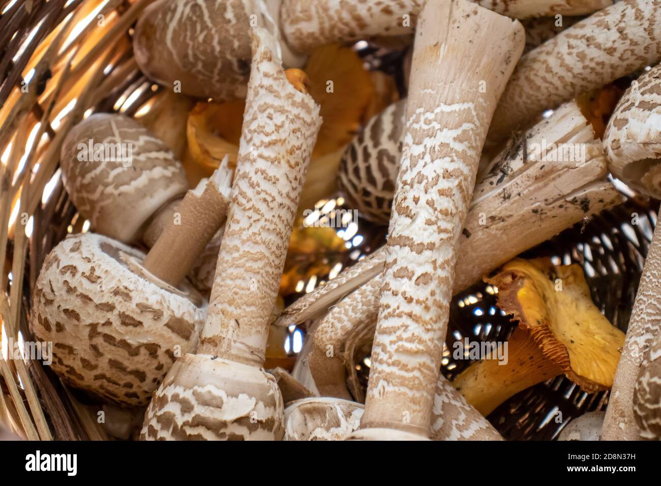 cesto di vimini con funghi primo piano Foto Stock
