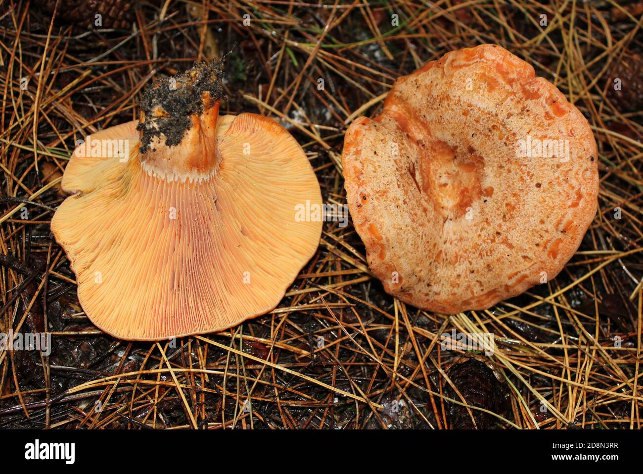 Zafferano Milkcap Lactarius deliciosus Foto Stock