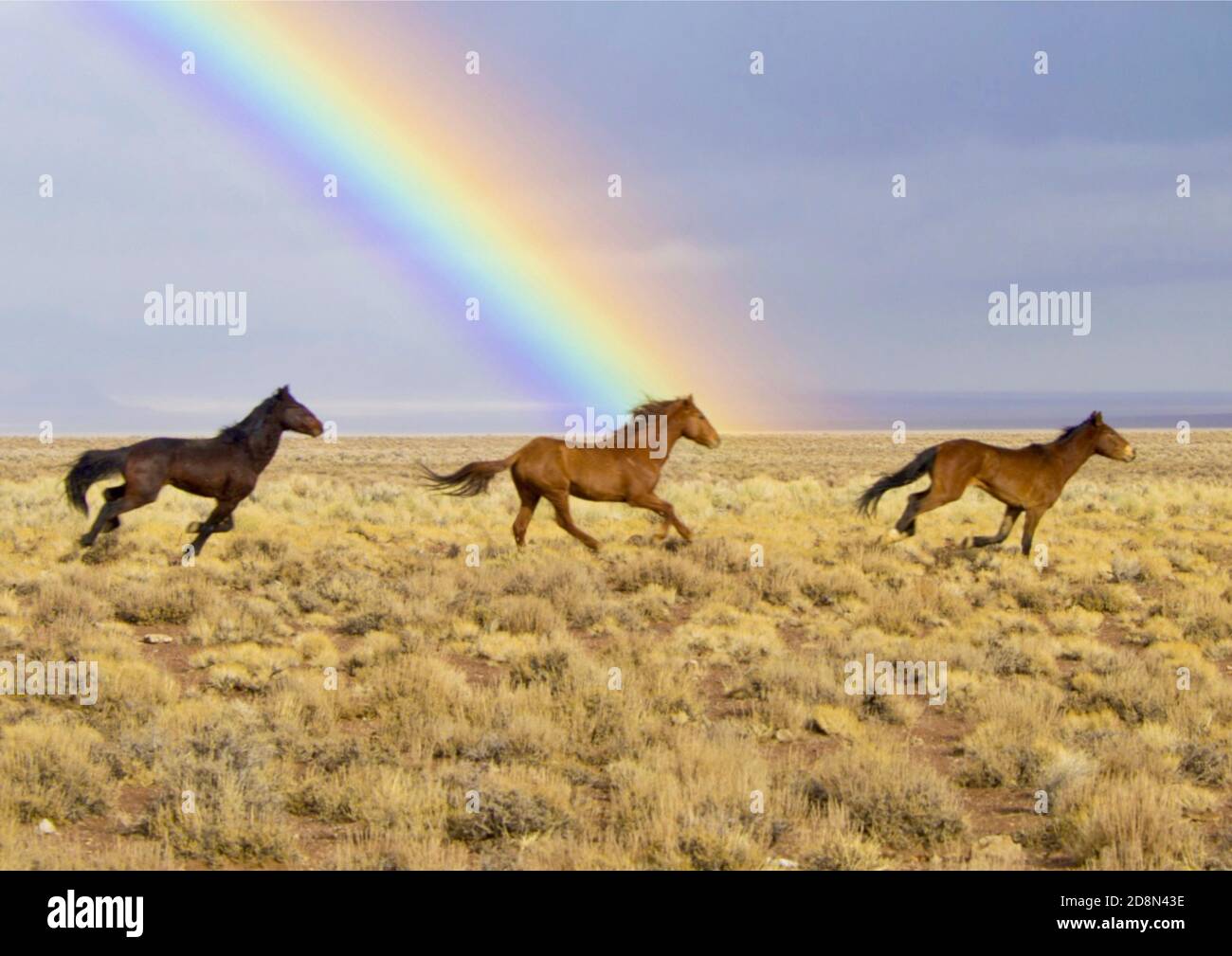 Immagini atmosferiche di cavalli che corrono nel deserto. Foto Stock