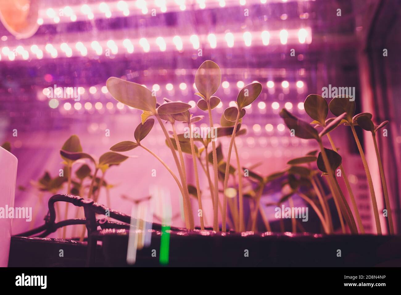 Fattoria interna intelligente e concetto di fotoperiodismo. Focalizzazione selettiva sulla sorgente luminosa del pannello a LED artificiale utilizzata in un esperimento sulla crescita delle piante vegetali. Foto Stock