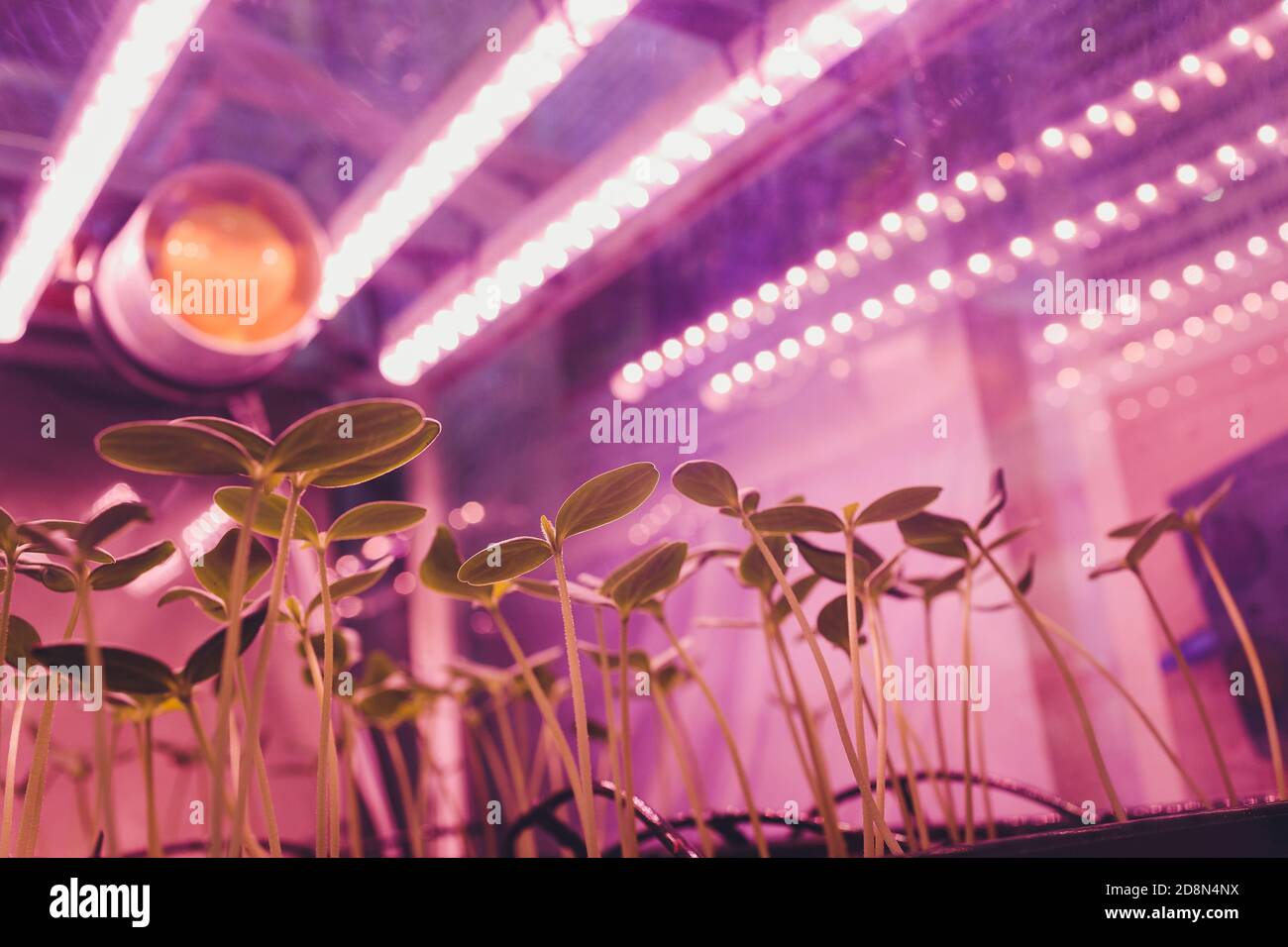 Fattoria interna intelligente e concetto di fotoperiodismo. Focalizzazione selettiva sulla sorgente luminosa del pannello a LED artificiale utilizzata in un esperimento sulla crescita delle piante vegetali. Foto Stock