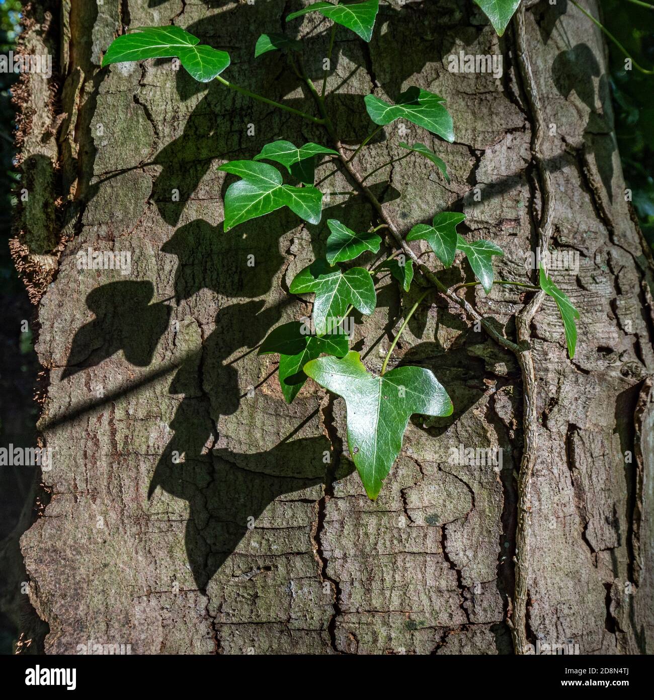 Ivy foglie e ombra su tronco di albero, Thorpre Perrow Arboretum, vicino a Bedale, North Yorkshire, Inghilterra Foto Stock