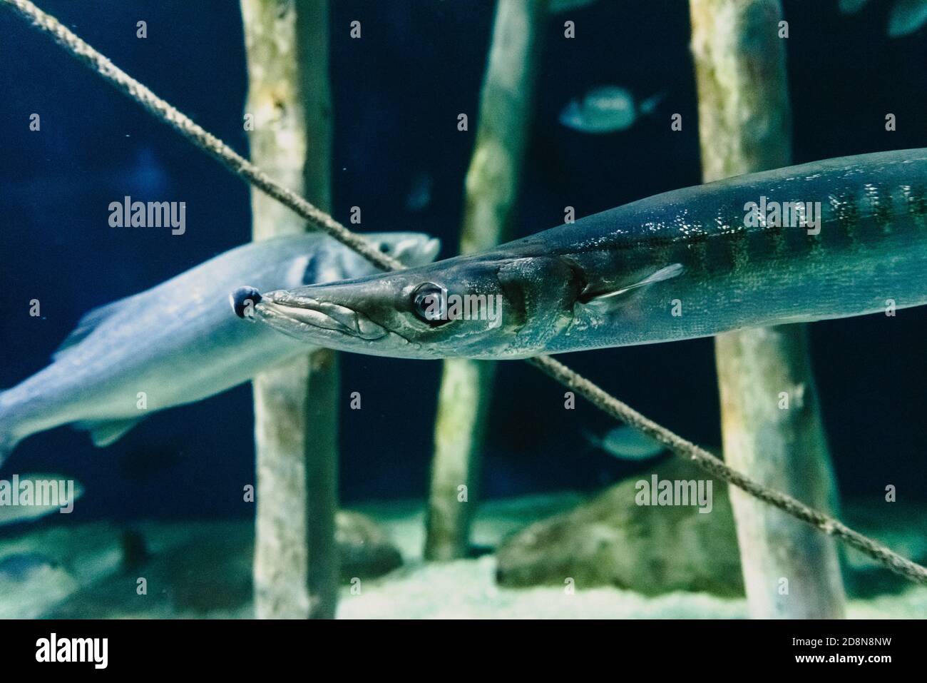 Unione Barracuda nuotare in un acquario. Foto Stock