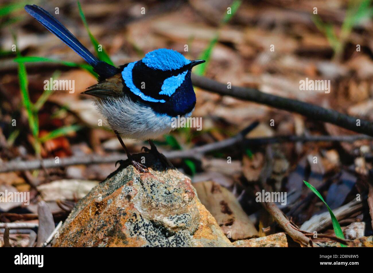 Foto di un superbo uccello fiabesco, arroccato su una roccia Foto Stock