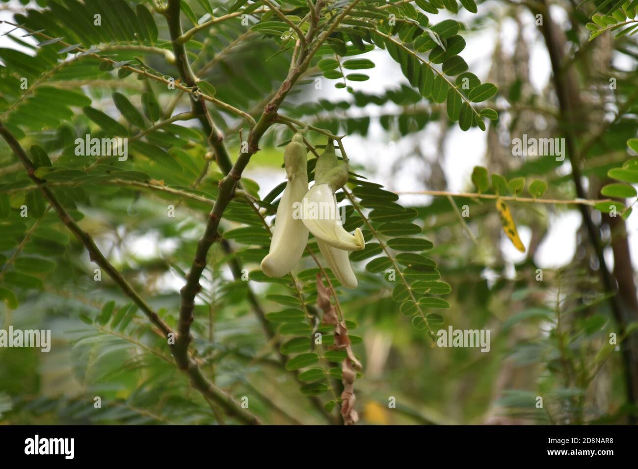 Sesbania grandiflora fiori e alberi Foto Stock