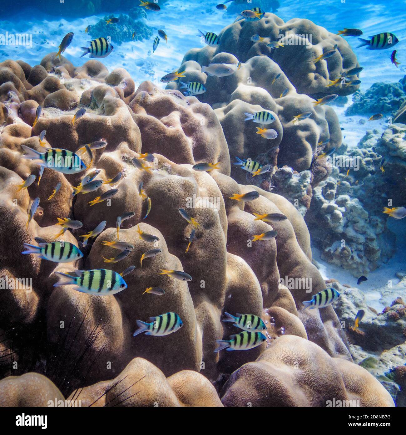 Pesci sulla barriera corallina della Thailandia Foto Stock