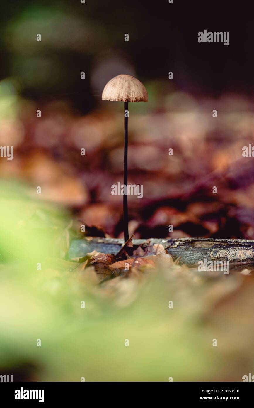 Primo piano di minuscoli funghi su terreno forestale Foto Stock