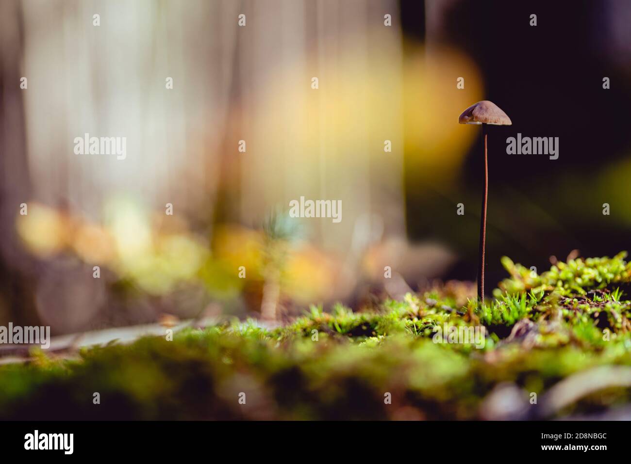Piccolo fungo sul muschio nella foresta con luce colorata in autunno. Foto Stock