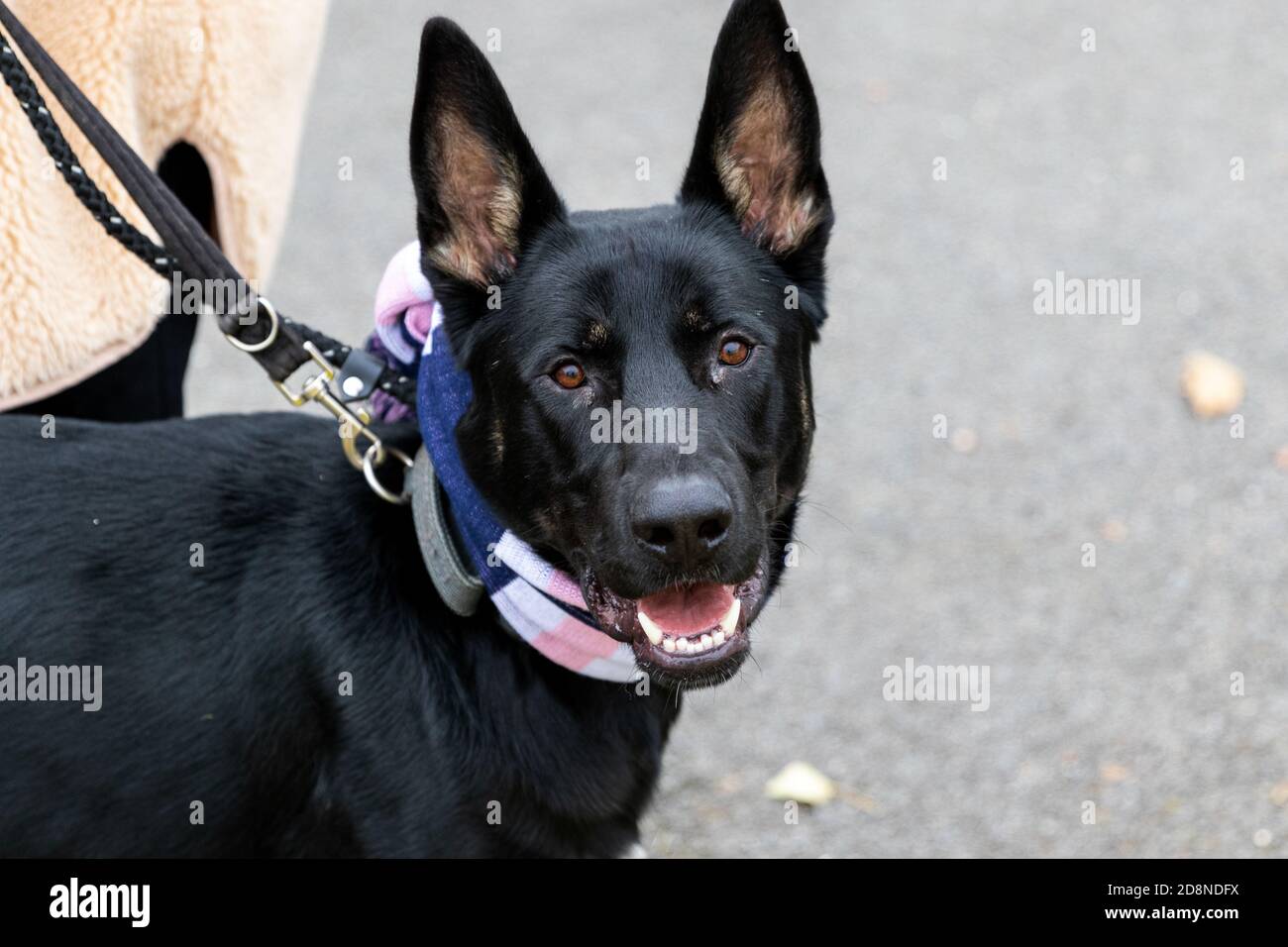 Sciarpa per cani immagini e fotografie stock ad alta risoluzione - Alamy