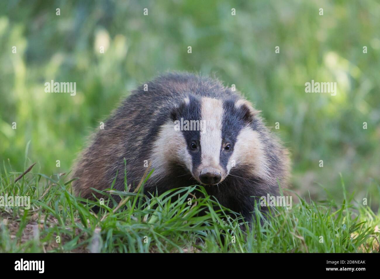 Europea (Badger Meles meles), Dumfries Scozia Scotland Foto Stock