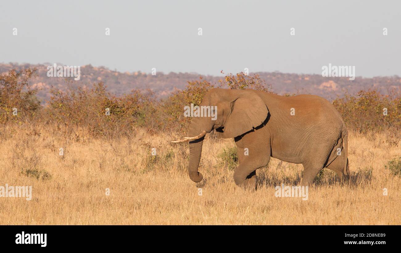 Closeup di elefanti africani (Loxodonta africana), Kruger Park, Sudafrica Foto Stock