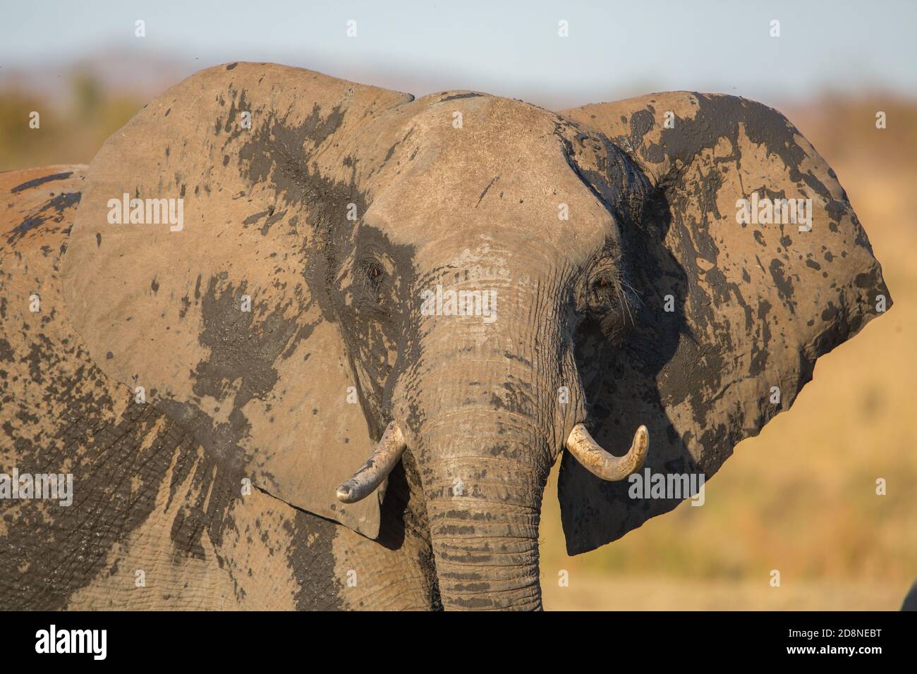 Elefante africano (Loxodonta africana), il Parco Nazionale di Etosha, Namibia Foto Stock
