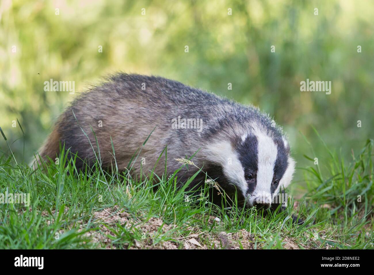 Europea (Badger Meles meles), Dumfries Scozia Scotland Foto Stock
