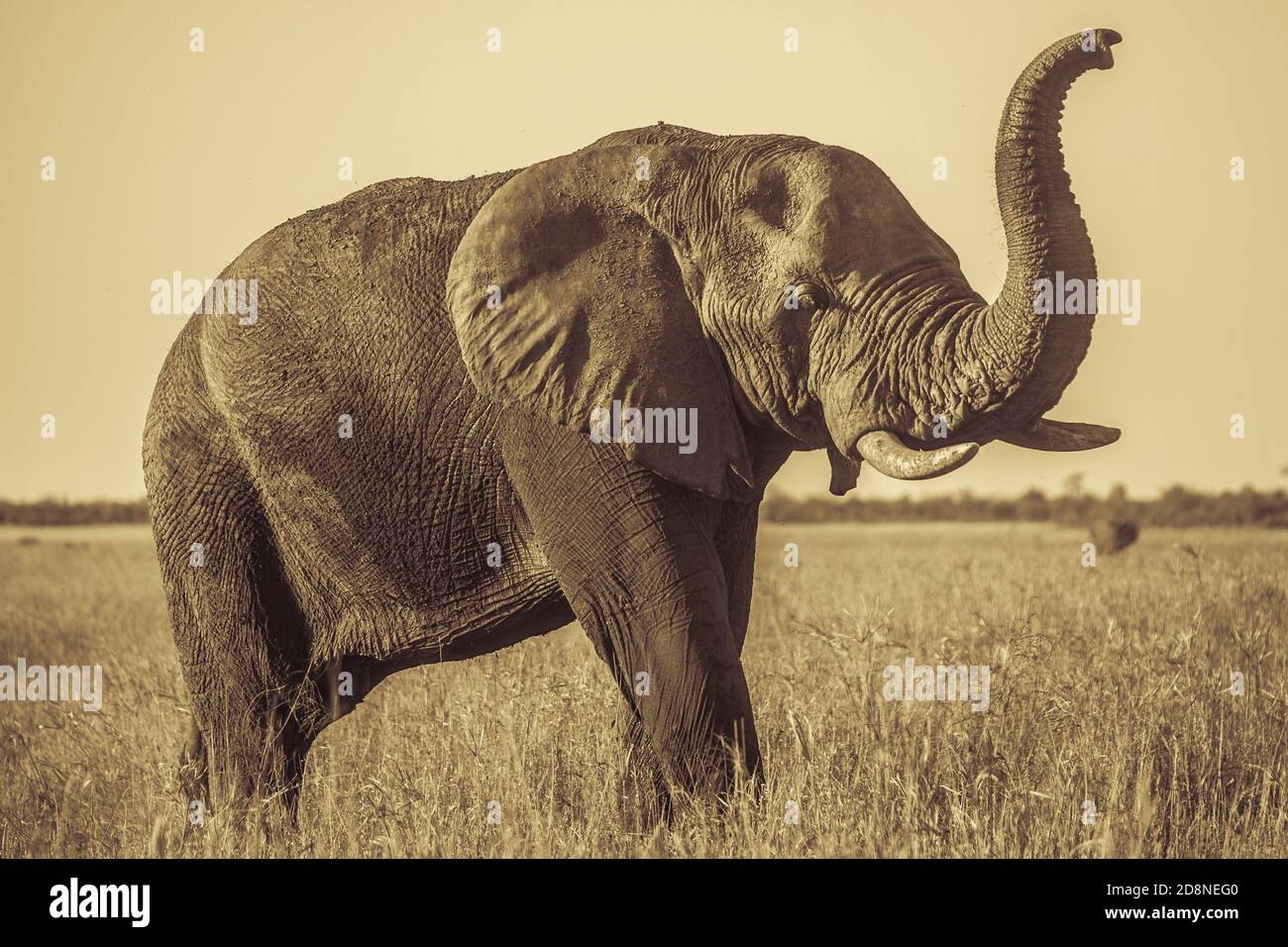 Elefante africano (Loxodonta africana), Kruger Park, Sud Africa Foto Stock