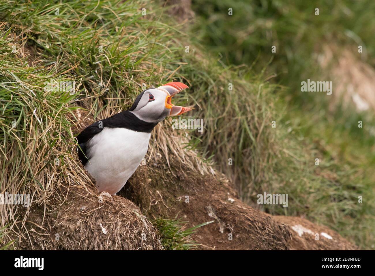 Puffin (Fratercula arctica), scogliere Latrabjarg, Islanda Foto Stock