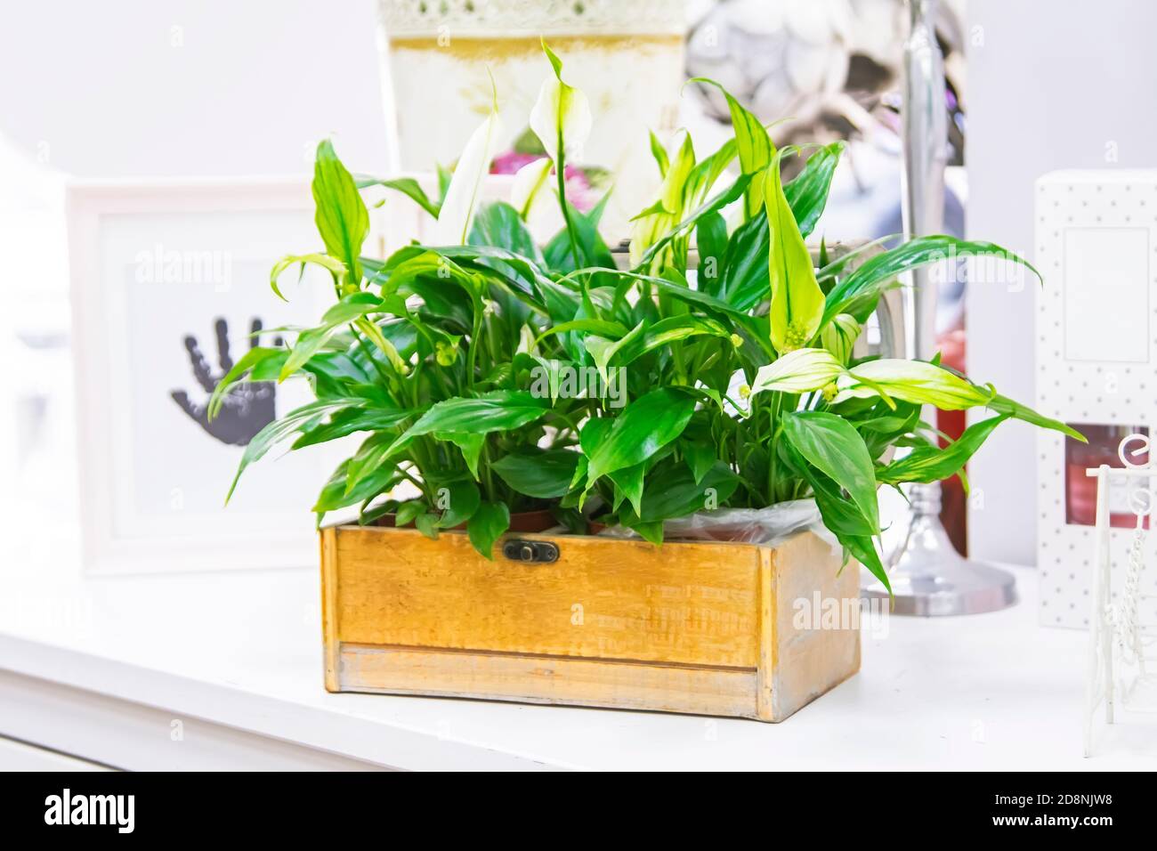 Fiore di Spathiphylllum in una pentola di legno Foto Stock