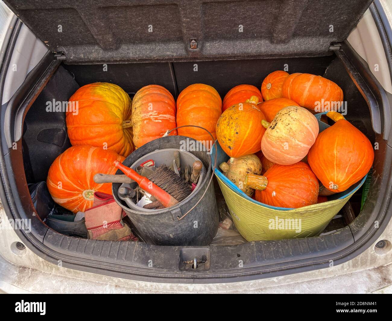 Zucche Rouge Vif d'Etampe in scarpone da auto raccolte dall'assegnazione in autunno Foto Stock