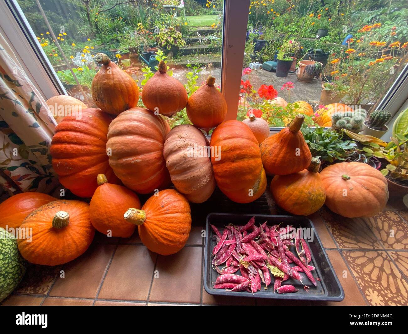 Zucche Rouge Vif d'Etampe, zucca di potimarron e fagioli borlotti maturando da finestra all'interno della casa Foto Stock