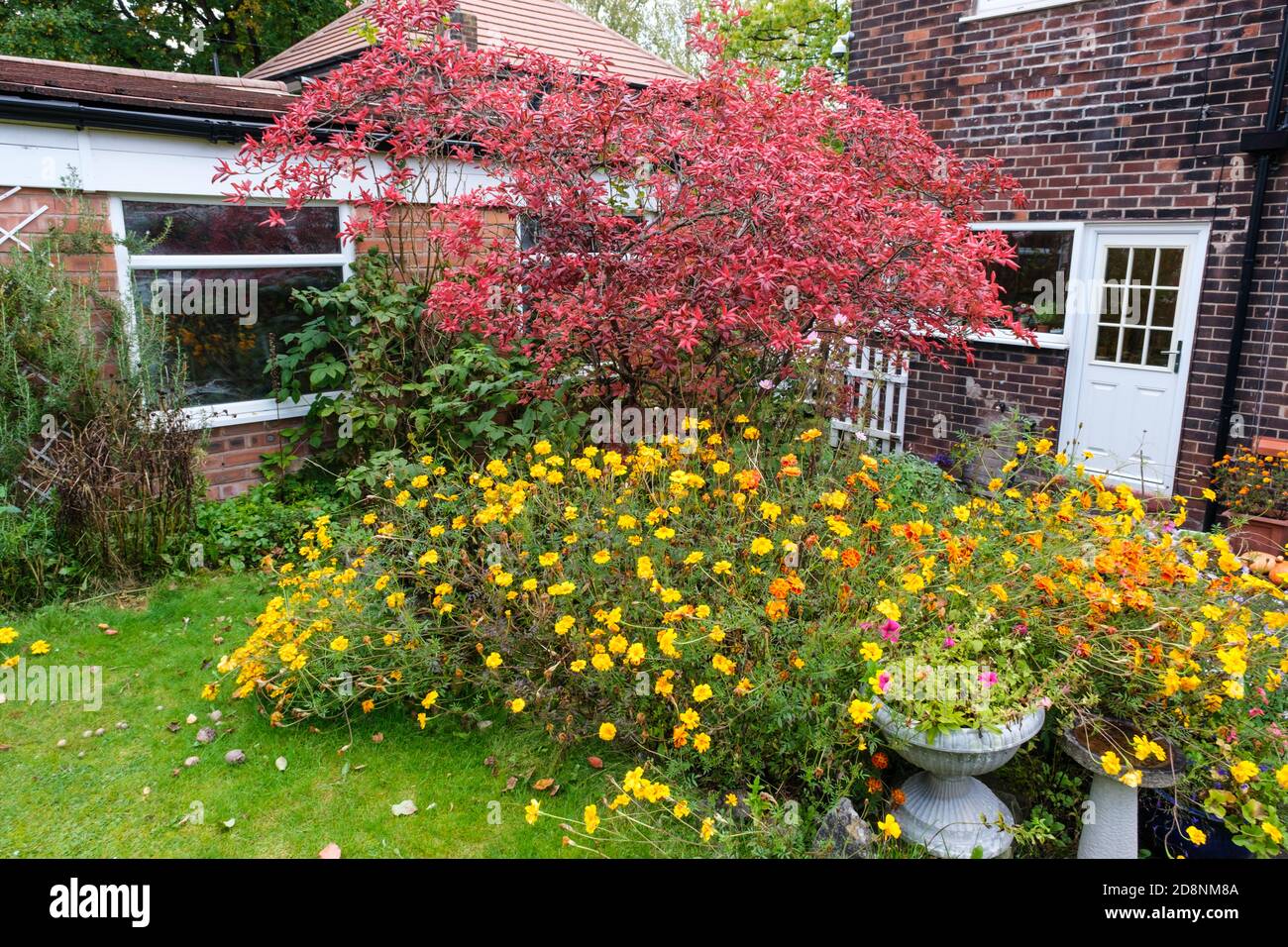 Azalea rossa e marigolds in autunno nel giardino posteriore del Regno Unito Foto Stock