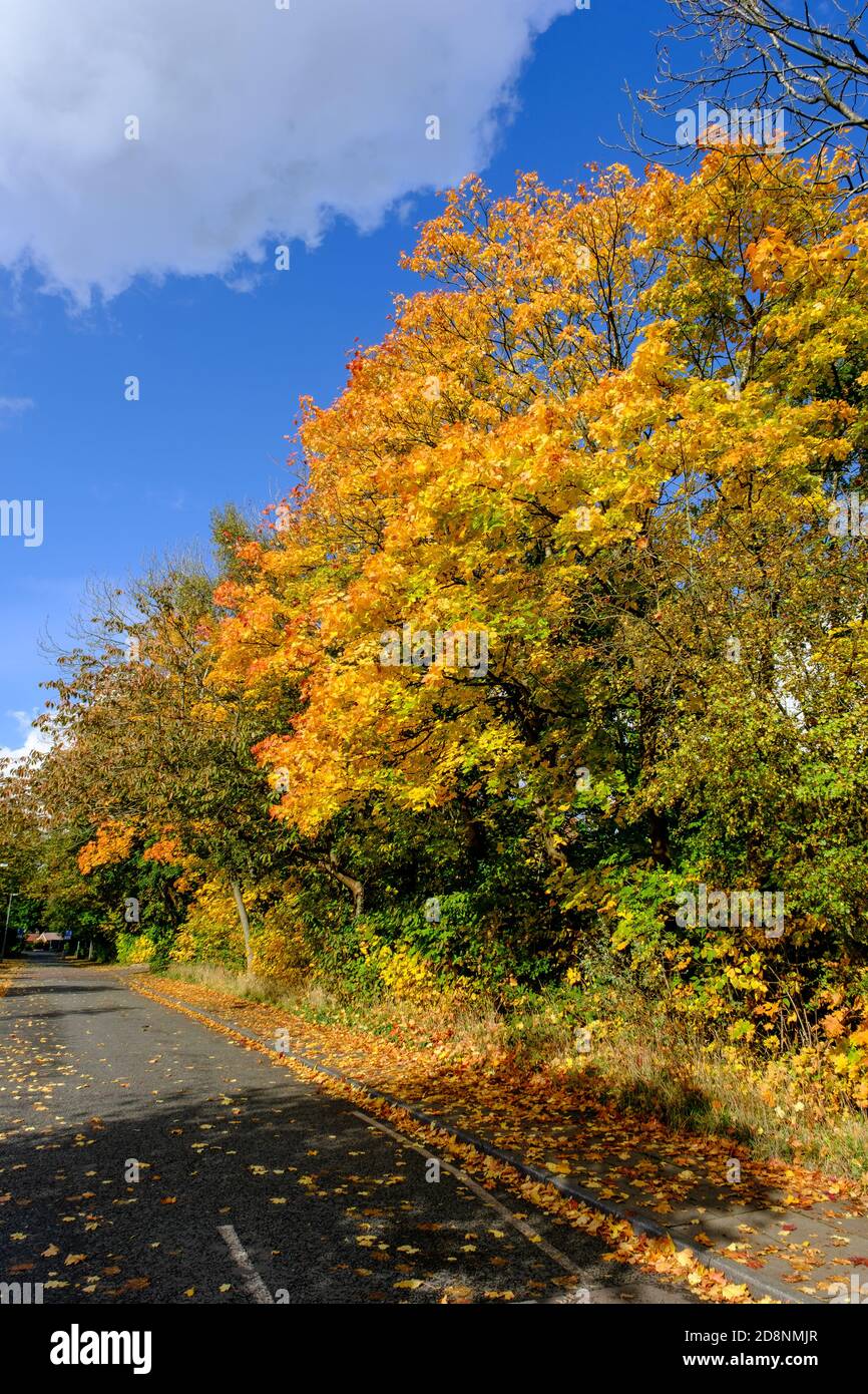 Spettacolare fogliame autunnale in Bradford Road, Ellesmere Park, Eccles, Salford, Greater Manchester, UK Foto Stock