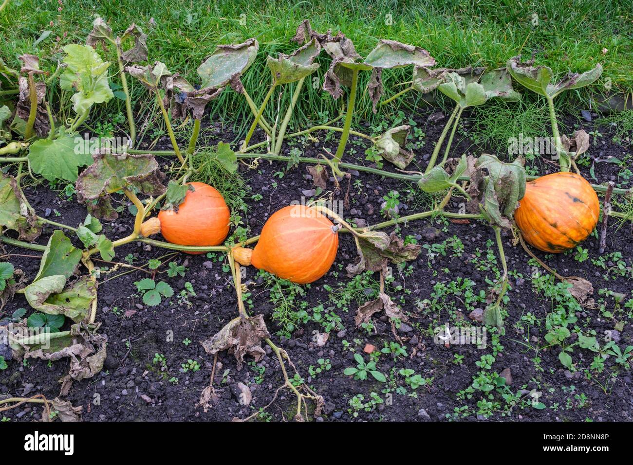Gli squadroni di Potimarron maturano nell'assegnazione del Regno Unito in autunno Foto Stock