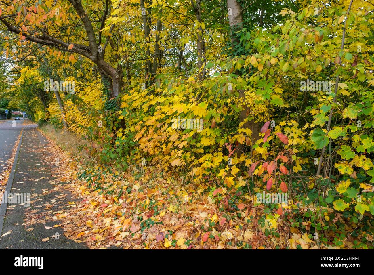Spettacolare fogliame autunnale in Bradford Road, Ellesmere Park, Eccles, Salford, Greater Manchester, UK Foto Stock