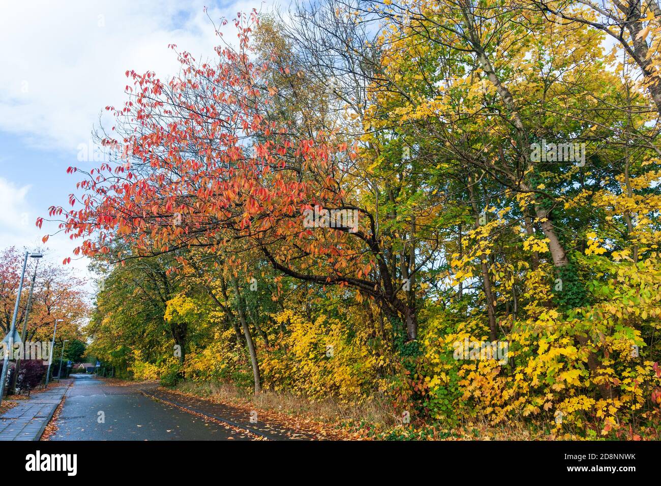 Spettacolare fogliame autunnale in Bradford Road, Ellesmere Park, Eccles, Salford, Greater Manchester, UK Foto Stock