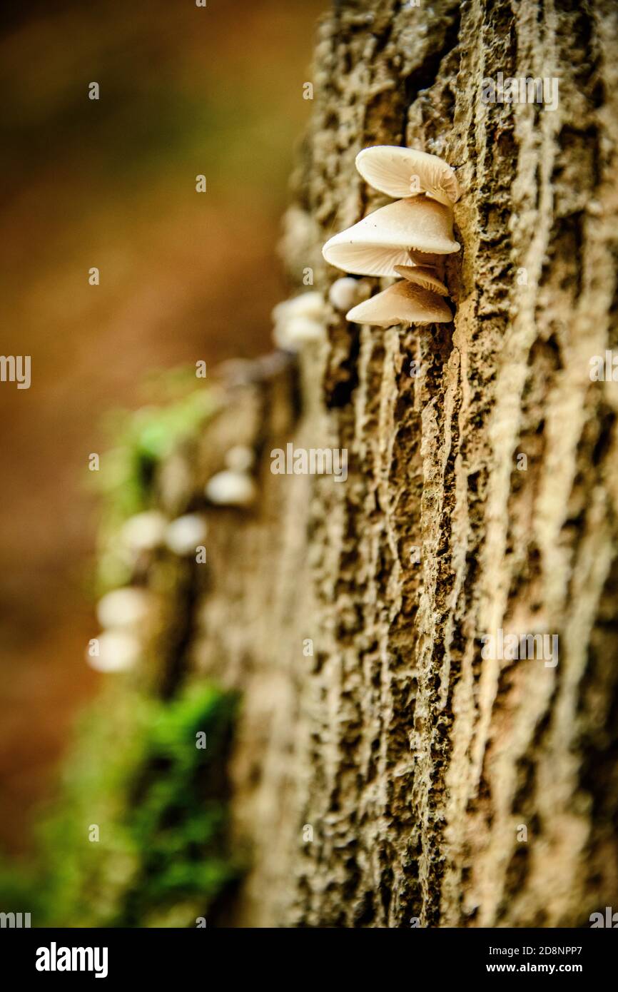 I funghi in autunno Foto Stock