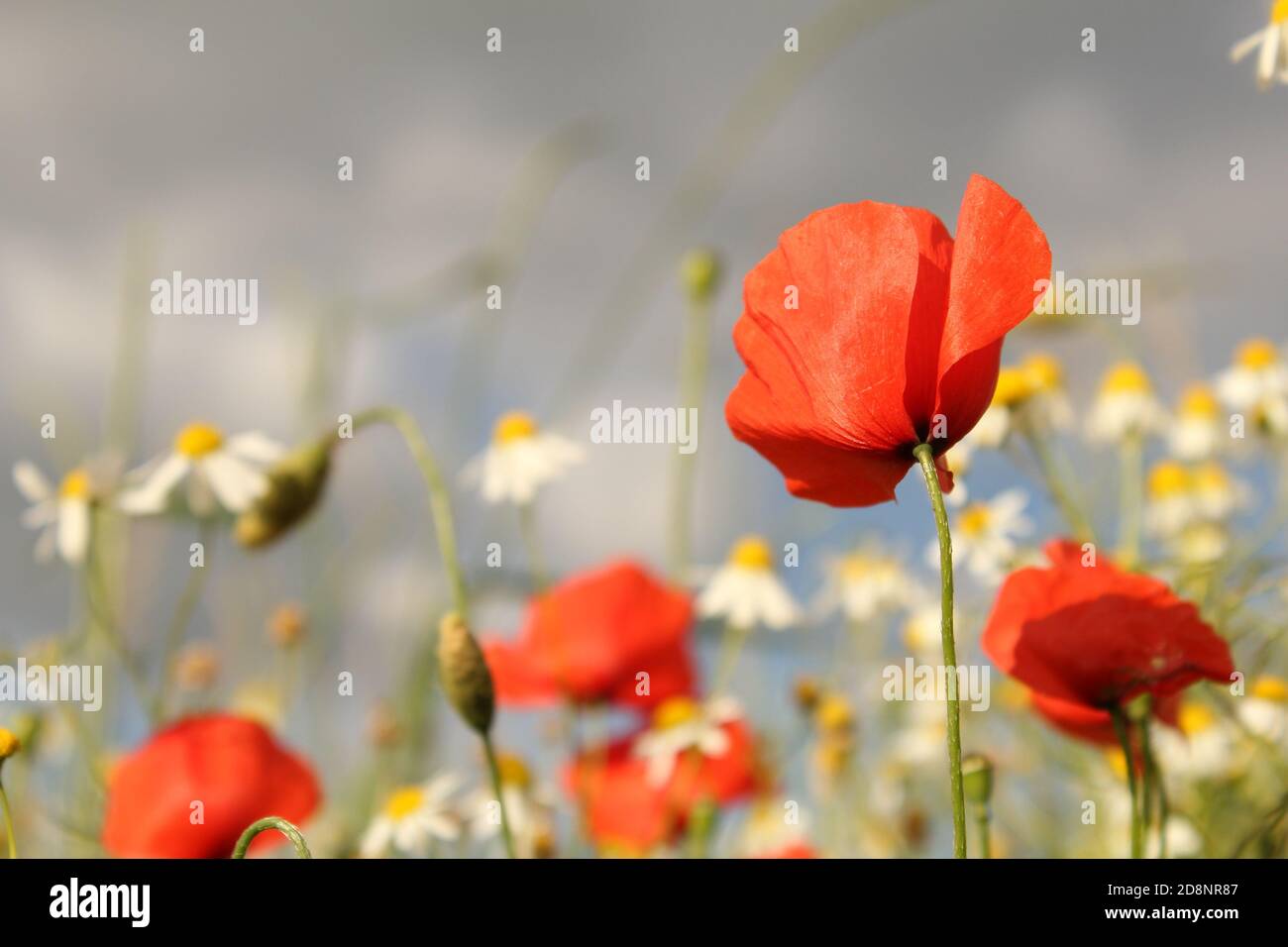 una bella scena con fiori selvatici come fiori di papavero rosso e camomilla e un cielo grigio sullo sfondo in la campagna olandese in primavera Foto Stock