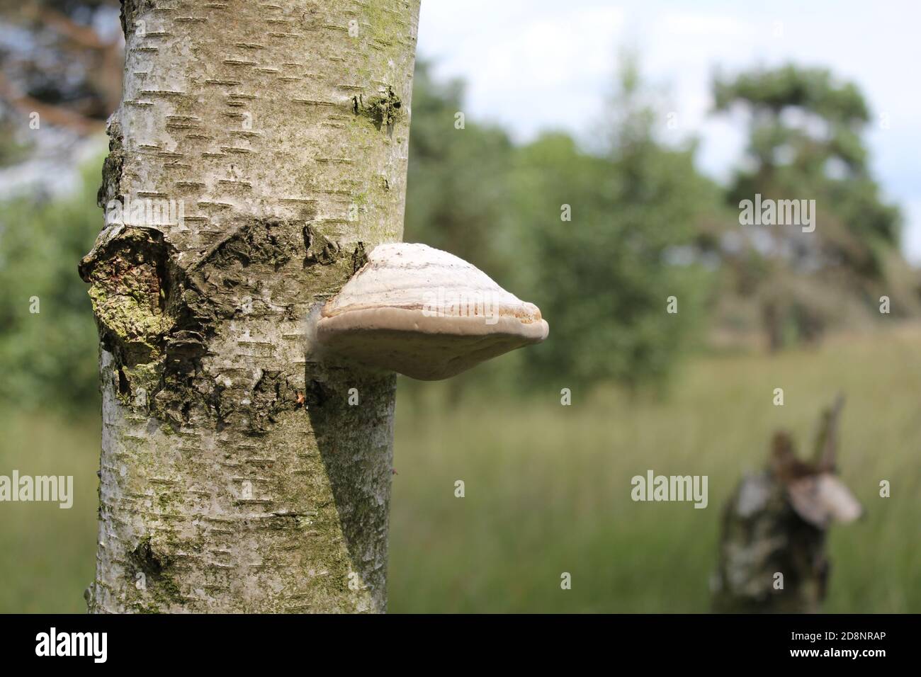 un polipo di betulla su uno stelo bianco di betulla in una foresta in autunno con uno sfondo verde Foto Stock