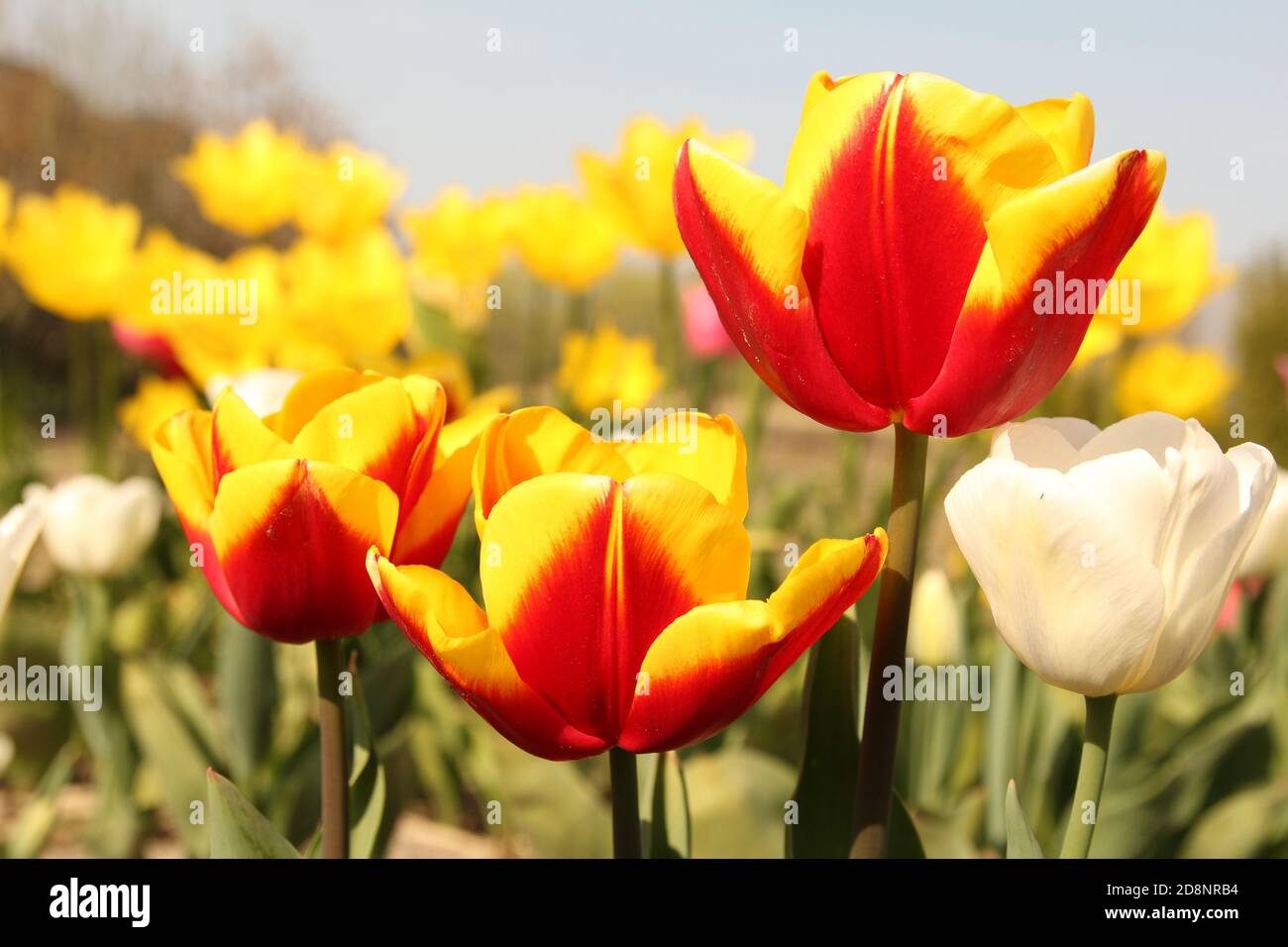 tulipani rossi con i bordi gialli grandi stanno fiorendo in a. giardino fiorito in olanda in closeup primaverile Foto Stock