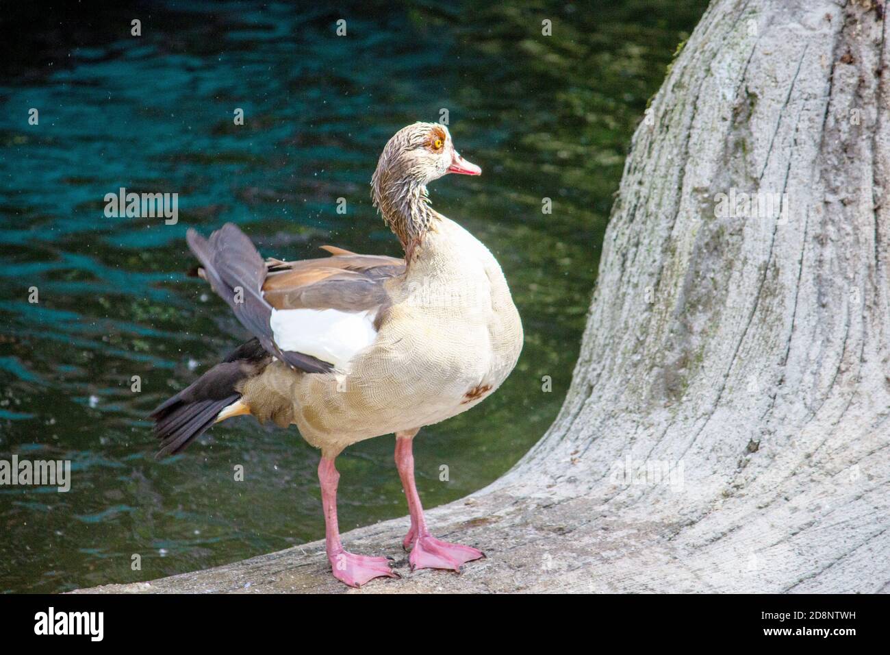 Vista frontale di un'oca Egiziana sulla riva del lago. L'Oca Egiziana è un membro della famiglia Anatidae Foto Stock