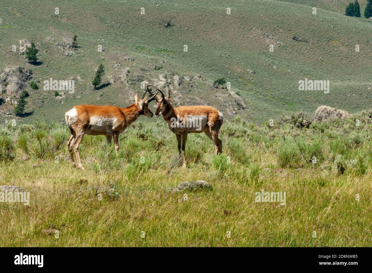 Due antilopi di pronghorn maschio (Antilocapra americana) che si affacciano l'uno verso l'altro nel Parco Nazionale di Yellowstone, Wyoming. Foto Stock