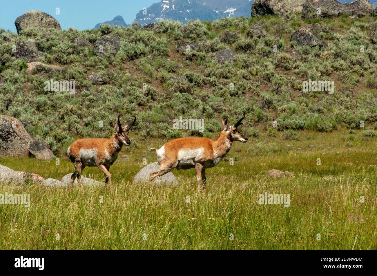 Due antilopi pronghorn che camminano attraverso l'erba alta nel Parco Nazionale di Yellowstone. Foto Stock