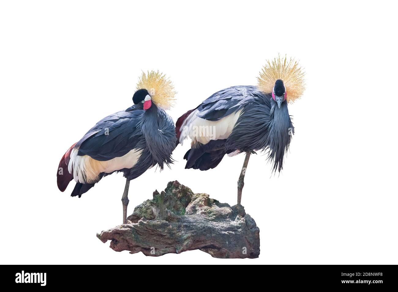 Due gru a corona nera dell'Africa occidentale (Baleari pavonina) che si trovano su un piede, isolate su bianco e in piedi dietro un ceppo di alberi. Isolato su un bianco Foto Stock