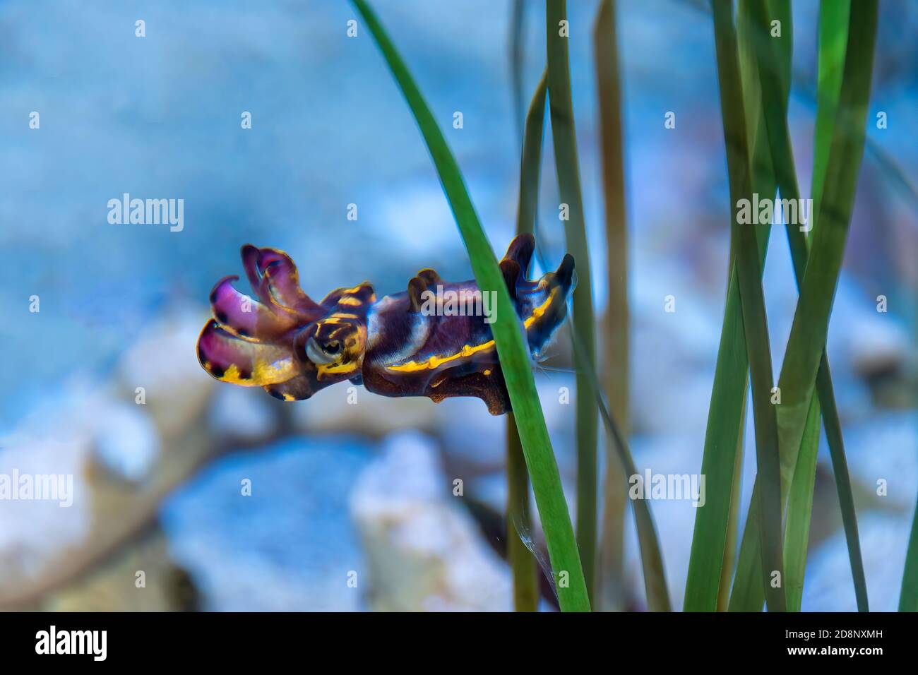 Seppie stumpy o seppie nane (seppia achaparrada) un piccolo cacciatore che nuota lungo il mare. Foto Stock