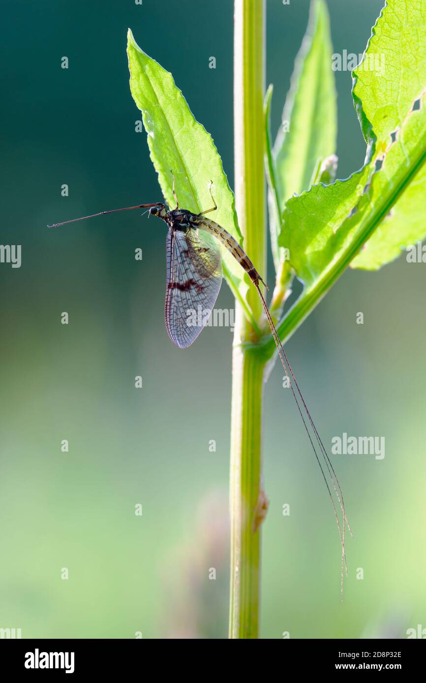 Mayfly comune [ Ephemera danica ] su fusto di pianta verde alla luce del mattino presto Foto Stock