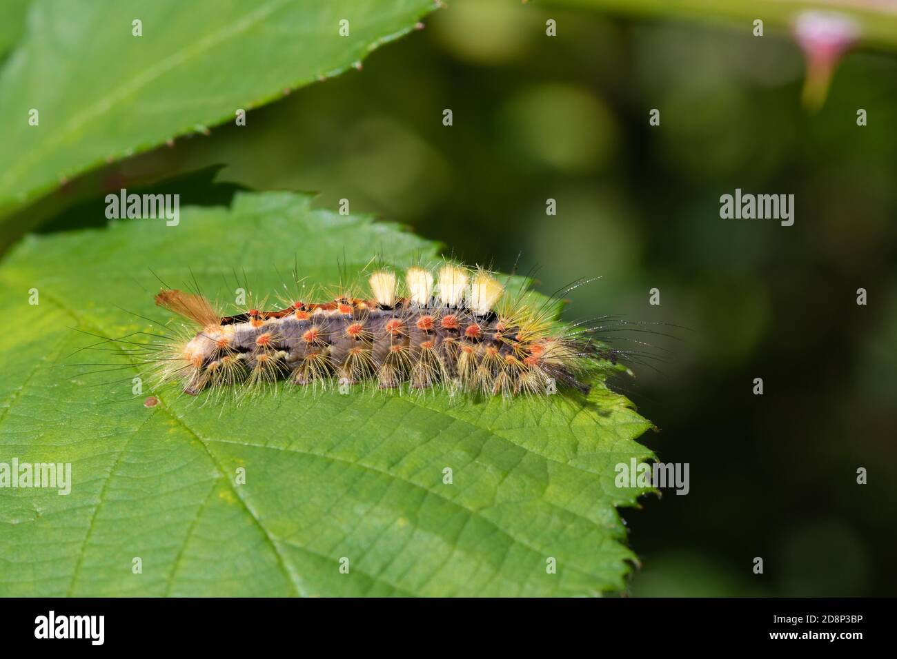 Orgyia antiqua, il tussock arrugginito o vaper Foto Stock