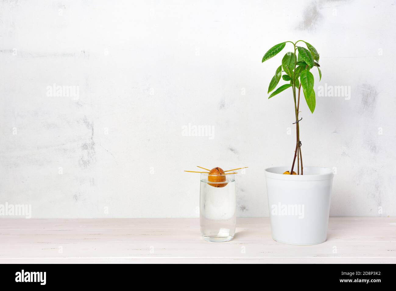 Giovane pianta di avocado in vaso bianco, germogliando i semi di avocado in un bicchiere d'acqua, su fondo bianco. Il concetto di coltivazione di piante indoor. Ambiente Foto Stock