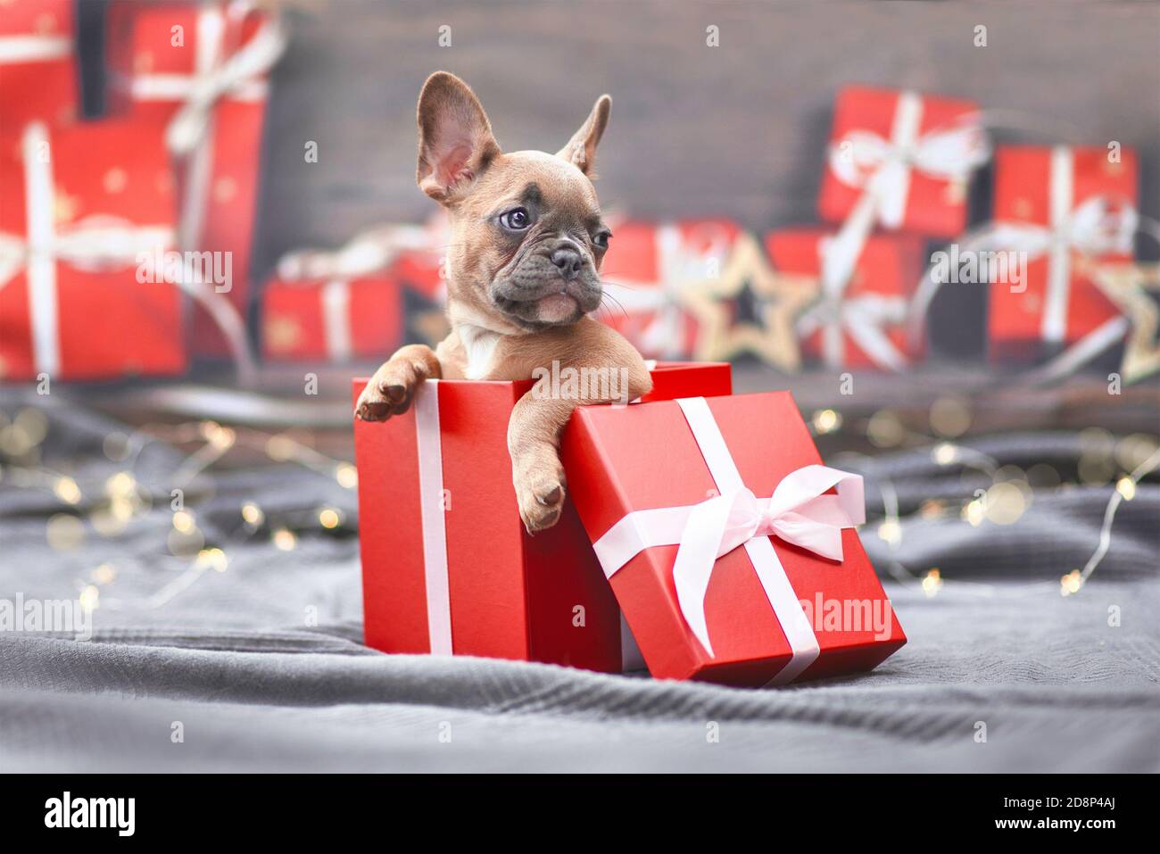 Carino francese Bulldog cucciolo cane peeking di rosso Natale confezione regalo con nastro circondato da decorazioni stagionali Foto Stock