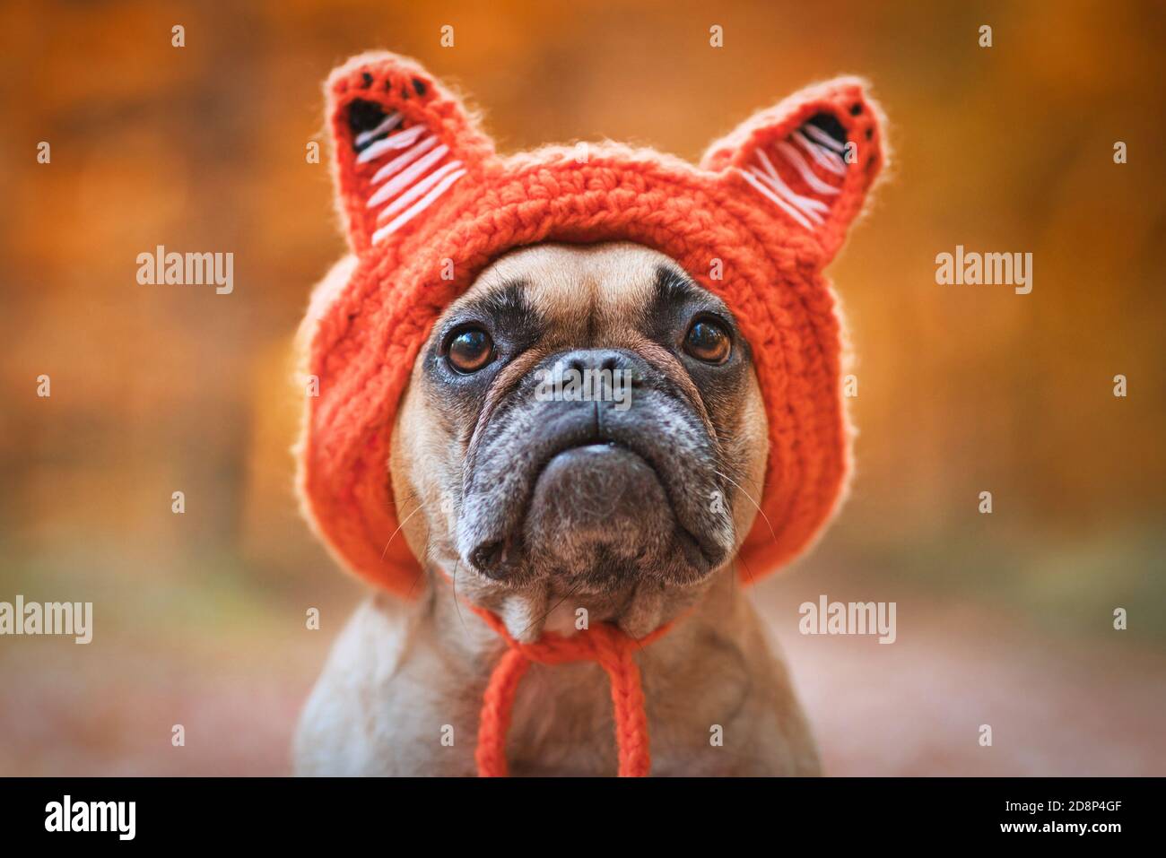 Adorabile cane Bulldog francese che indossa un cappello in costume lavorato a maglia con fox orecchie di fronte a sfocato arancio sfondo foresta autunno Foto stock Alamy