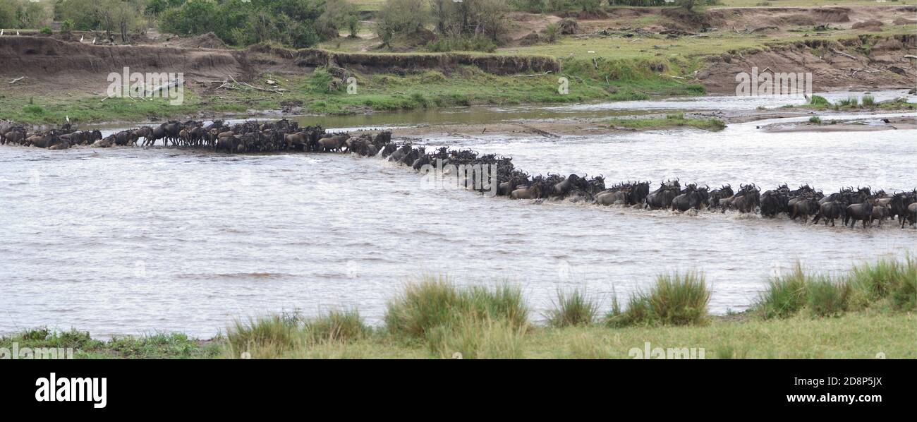 Blue wildebeest (Connochaetes taurinus) Attraversa il fiume Mara tra il Masai Mara National Parco in Kenya e il Parco Nazionale Serengeti in T. Foto Stock