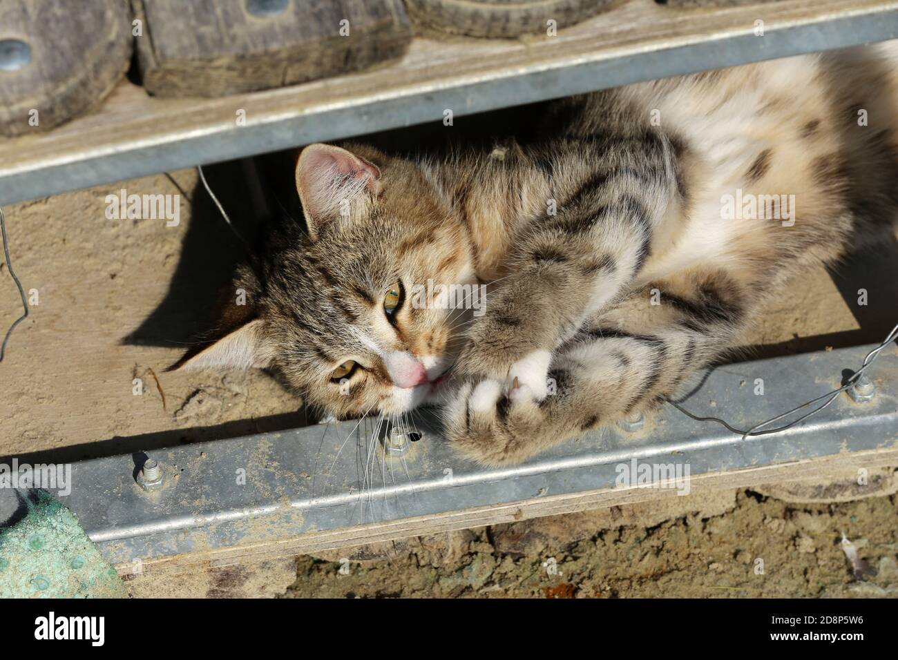 Affascinante gattino tabby riposante sotto il ponte di allenamento in un scuola di equitazione Foto Stock