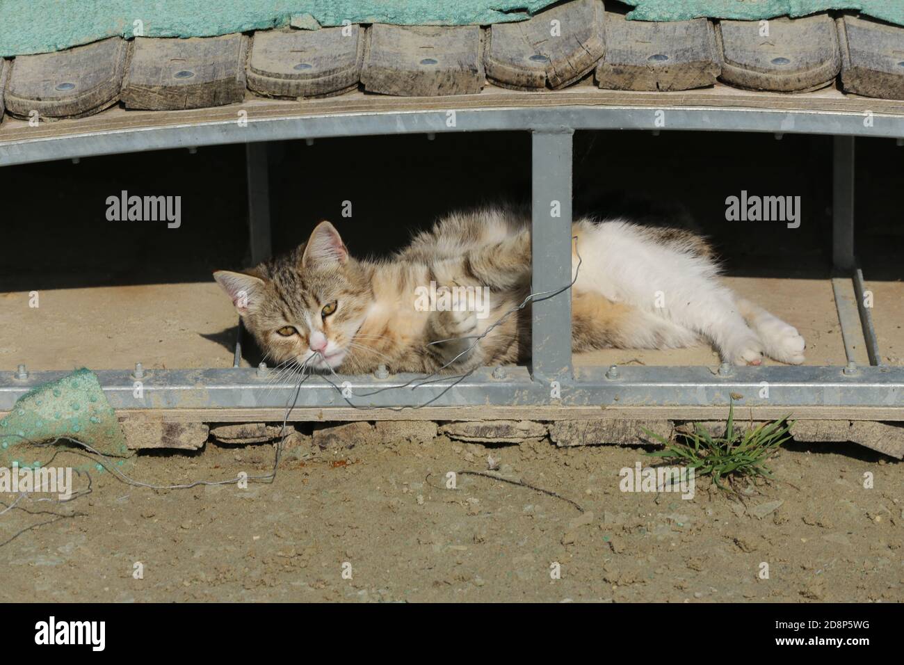 Affascinante gattino tabby riposante sotto il ponte di allenamento in un scuola di equitazione Foto Stock