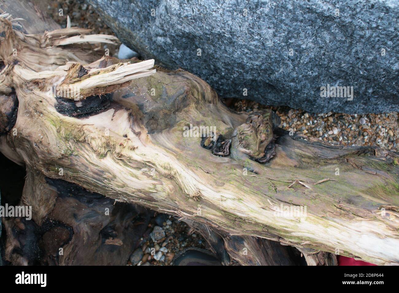 Primo piano vista di grande pezzo secco di antico legno marrone testurizzato vecchio driftwood su una spiaggia sabbiosa, alloggiata tra granito grigio roccia faccia in Norfolk UK Foto Stock